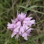 Neotinea tridentata 花