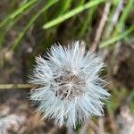 Sonchus bulbosus Flower
