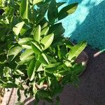 Citrus × aurantiifolia Leaf