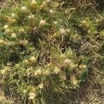 Astracantha thracica Alkat (teljes növény)