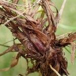 Carex ferruginea Rinde