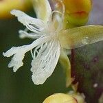 Rhipsalis pachyptera Õis