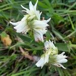 Spiranthes romanzoffiana Flower