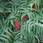 Rhus typhina Blatt