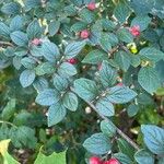 Cotoneaster dielsianus ഇല