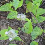 Jacquemontia tamnifolia Habitus