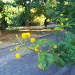 Vachellia farnesiana Kvet