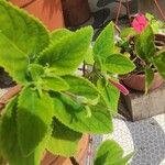Kohleria amabilis 葉