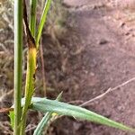 Mantisalca salmantica Hoja