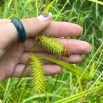 Carex lurida Frucht