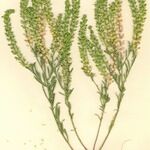 Lepidium densiflorum Vivejo