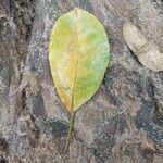 Terminalia superba Hoja
