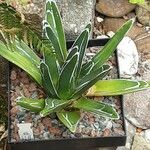 Agave victoriae-reginae Leaf