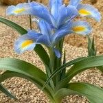 Iris xiphium 花