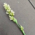 Carex vulpina Цветок