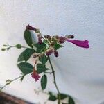Strobilanthes hamiltoniana Flower