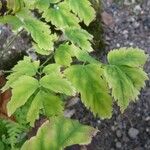 Actaea pachypoda Levél