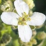 Crambe orientalis Bloem