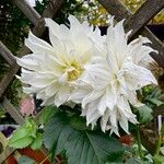 Dahlia × hortensis Květ