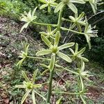 Ornithogalum pyrenaicum Flor