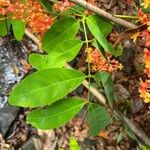 Saraca indica Blad