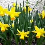 Narcissus pseudonarcissusBlüte