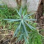 Euphorbia lathyris Blad