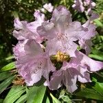 Rhododendron ponticumപുഷ്പം