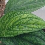 Philodendron opacum Blatt