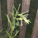 Epilobium ciliatumBlatt