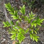 Phyllanthus francii Celota