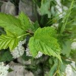 Physocarpus capitatus Leaf