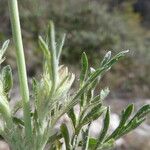Lomelosia stellata 葉