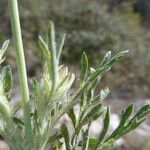 Lomelosia stellata Leaf