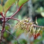 Cunonia macrophylla Φρούτο