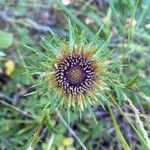 Carlina vulgarisফুল