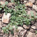 Amaranthus californicus Агульны выгляд