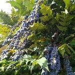 Berberis japonica Fruit