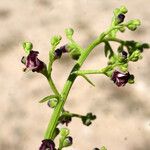 Scrophularia frutescens Цветок