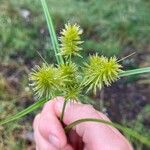 Cyperus strigosusᱡᱚ