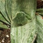 Gasteria obliqua Leaf