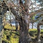 Quercus garryana Corteza