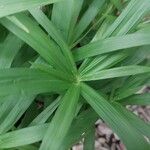 Cyperus albostriatus ᱥᱟᱠᱟᱢ