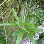 Buddleja alternifolia Folha