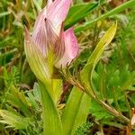 Serapias lingua Hoja