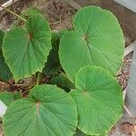 Begonia handelii Folha