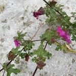 Lavatera bryoniifolia Lapas