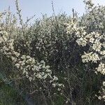 Prunus spinosa Blüte