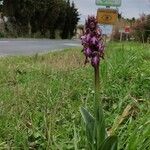 Himantoglossum robertianum Blodyn