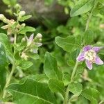 Lycium barbarum Flower